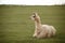 Llama\'s gaze. farm with green background.