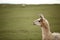 Llama\'s gaze. farm with green background.