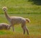 Llama`s are from South America.  From the camel family and are very social animals with very soft wool. They are on a farm in Colo