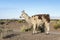 Llama in Salinas Grandes in Jujuy, Argentina