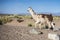 Llama in Salinas Grandes in Jujuy, Argentina.