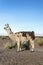 Llama in Salinas Grandes in Jujuy, Argentina.