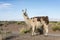 Llama in Salinas Grandes in Jujuy, Argentina.