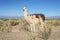 Llama in Salinas Grandes in Jujuy, Argentina.