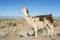 Llama in Salinas Grandes in Jujuy, Argentina.