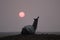 llama seen against the sunset in a smoky sky from fires in northern argentina