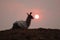 llama seen against the sunset in a smoky sky from fires in northern argentina