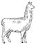 Llama sketch. Domestic alpaca engraving. Hand drawn animal