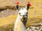 Llama - south american mammal portrait