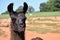 Llama standing in the field on a bright sunny day