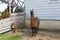 Llama standing in front of barn staring with imperious expression while bi-coloured red and white Australian Shepherd sits shyly