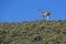 Llama standing on hillside