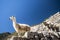 Llama standing in Macchu picchu ruins