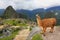 Llama standing at Machu Picchu overlook in Peru