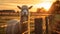 Llama In Sunset: Dreamy Nikon D850 Portraits And Quirky Close-ups