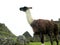 Llama at terraces and ancient houses Machu Picchu