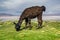 Llama, Uyuni, Bolivia