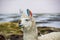 Llama, Uyuni, Bolivia