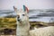 Llama, Uyuni, Bolivia