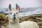 Llama, Uyuni, Bolivia