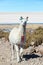 Llama with Uyuni Salt Flats