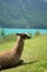 Llama on Vernago Lake
