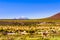 Llama and volcano Lascar in the Altiplano of Bolivia