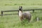 Llama walking in tall grass