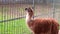 Llama walks along fence in zoo aviary.