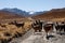 Llama in the wild in Bolivia highlands - vicuna alpaca lama