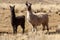 Llama in the wild in Bolivia highlands - vicuna alpaca lama