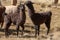 Llama in the wild in Bolivia highlands - vicuna alpaca lama