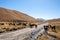 Llama in the wild in Bolivia highlands - vicuna alpaca lama