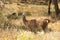 Llama in the wild in the steppe or nature reserve or zoo