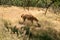 Llama in the wild in the steppe or nature reserve or zoo