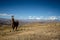 Llamas Alpaca in Andes Mountains, Amazing view in spectacular mountains, Cordillera, Peru