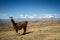 Llamas Alpaca in Andes Mountains, Amazing view in spectacular mountains, Cordillera, Peru