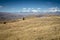 Llamas Alpaca in Andes Mountains, Amazing view in spectacular mountains, Cordillera, Peru