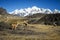 Llamas Alpaca in Andes Mountains, Amazing view in spectacular mountains, Cordillera, Peru