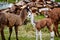 Llamas Alpaca in Andes Mountains, South America