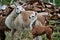 Llamas Alpaca in Andes Mountains, South America