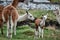 Llamas Alpaca in Andes Mountains, South America