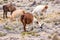 Llamas and alpacas near canyon Colca in Peru