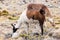 Llamas and alpacas near canyon Colca in Peru