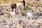 Llamas and alpacas near canyon Colca in Peru