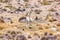 Llamas and alpacas near canyon Colca in Peru