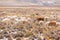 Llamas and alpacas near canyon Colca in Peru