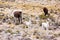 Llamas and alpacas near canyon Colca in Peru