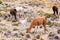 Llamas and alpacas near canyon Colca in Peru