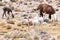 Llamas and alpacas near canyon Colca in Peru